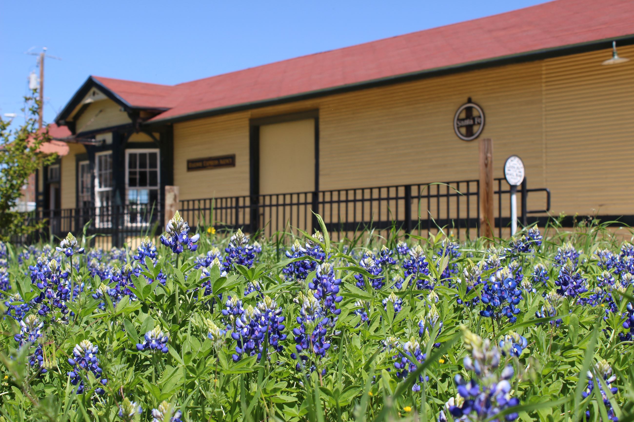 Kress Bluebonnet_040424